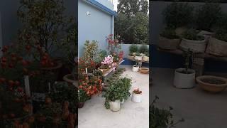 Terrace Garden Overview in January Month | rooftop garden | छत पर बगीचा #garden #flowers #gardening