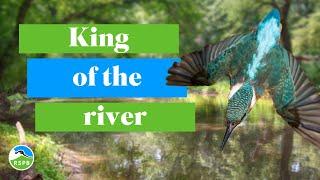 King of the river | RSPB