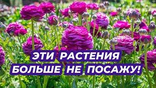 КРАСИВЫЕ ЦВЕТЫ КОТОРЫЕ больше не посажу в саду! 4 растения не для сада!