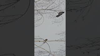 Eurasian Sparrowhawk (Accipiter Nisus) Bird watching Samsung Galaxy S23 Ultra 4k 60fps #birds