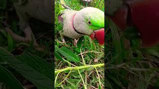 mithu ️ #parrot #talkingparot #birds #nonstoptalkingparrot #parrotplaytime #cute #funny #cutebird