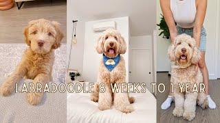 Labradoodle 8 weeks to 1 year | Tuna The Labradoodle