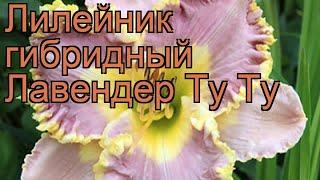 Лилейник гибридный Лавендер Ту Ту  обзор: как сажать, рассада лилейника Лавендер Ту Ту