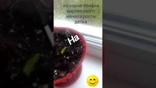 Банан с корня