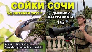 Сойки Сочи. 1-2 окт. 2023 г. Дневник натуралиста 1-й из 5