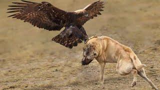 Kangal Dogs vs. Epic Eagle Attacks