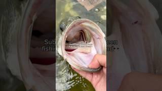 Subscribe if you’re an OG fisherman! #fishing #shorts