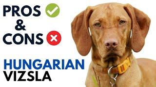 Vizsla Dog Pros and Cons | Hungarian Vizsla Dog Advantages and Disadvantages