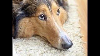 Know Your Rough Collie