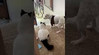When the dog sees the cat#cat#kitty#dog#puppy#pet#funnyvideos