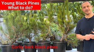 Young Black Pines "Corky Bark" Bonsai what you need to do when starting out