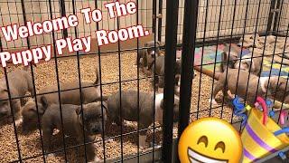 Puppy Room American Bully. Ultra Class Family