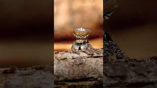 Maratus trigonus dance #shortvideo #wildlife #shortsfeed #shortsvideo #4k #ytshort