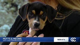 Mutts and Meows with Gulf Coast Humane Society: Meet Cornell and Vedder