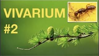 SALAMANDERS and PARASITIC Ants Vivarium update! Second episode.