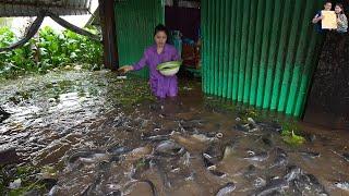 Mùa nước nổi Miền Tây Đàn Cá Cả Trăm Tấn Tràn vào nhà Ông Lão ở như Người tại Sông Vàm Nao An Giang