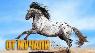 Мучаллар - От мучали хакида