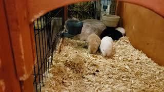 Baby Holland Lop Bunnies Hopping in their Cage - Cute!!