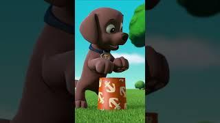 Zuma show off his skill on drumming - Paw patrol