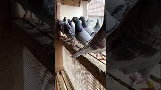 Pigeons with super extreme marathon origins!