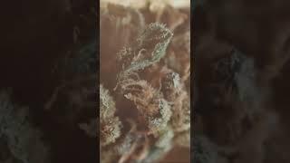 Wann ernten?: Der ultimative Trichome-Guide #trichome