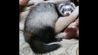 Домик для хорька своими руками.House for a ferret with your own hands.