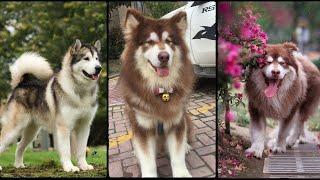 Exploring the Alaskan Malamute: The History and Origins | Dog Breed Information | Paws and Claws