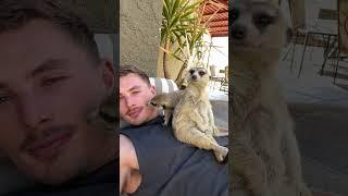 Meerkat bodyguards  #animals #animallover #wildlife #cuteanimals