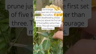How to prune roses for more blooms #garden #gardening