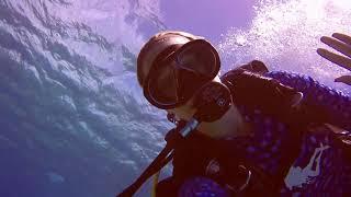 Diving the Bahamas