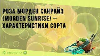 Роза Морден Санрайз (Morden Sunrise) — характеристики сорта