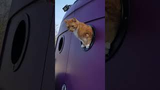 Oliver the vancat inspects Lilla's new portholes
