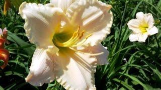 Best Perennials, Hemerocallis 'Lullaby Baby' (Daylily)