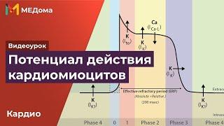 Потенциал действия кардиомиоцитов / кардиология / USMLE step 1 | Медома