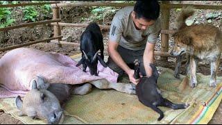The goat, the calf, the pig and the man went to the town market to buy food.
