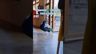 ️Peacock walks into a cafe in Fota Wildlife. #funnyanimals #animals #funnyvideo