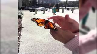 Butterfly Freedom Fail