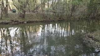 Минск, утки на реке. Парк Дрозды. Птицы на реке. Река Свислочь. Minsk walking tour The ducks.