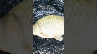 карась ГИГАНТ #рыбалка ,