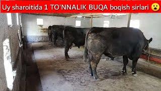 Uy sharoitida 1 to'nnalik ANGUS no'vvoslar boqish sirlari +998972754440