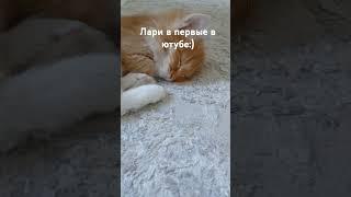 #Лари