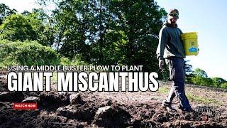 Chasing Giants TV - Creative Way to Plant Giant Miscanthus – No Tree Planter Needed