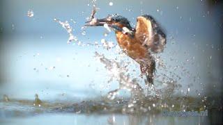 Kingfisher catching a fish in slow motion (400fps)