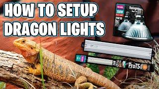 Bearded Dragon Lighting Setup