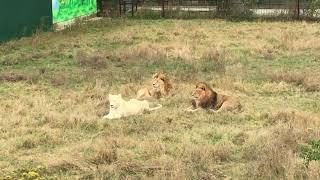 Белая львица гуляет сразу с двумя львами. Тайган A white lioness flirts with two lions at once.