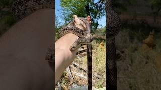 Finding Snakes Under Trash!!