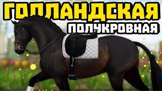 ПОКУПКА ГОЛЛАНДСКИХ ПОЛУКРОВНЫХ | ВЫЕЗДКОВАЯ ЛОШАДЬ | Star Stable