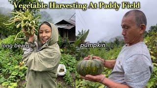 Huge vegetables harvesting- pumpkin, long beans, soya beans and checking out paddy 🫛