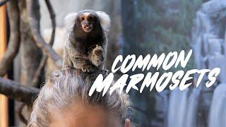 Common Marmoset