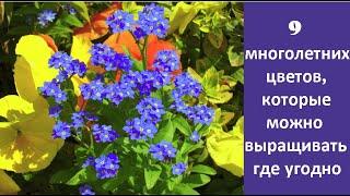  Начинающим садоводам: 9 многолетних цветов, которые можно выращивать где угодно